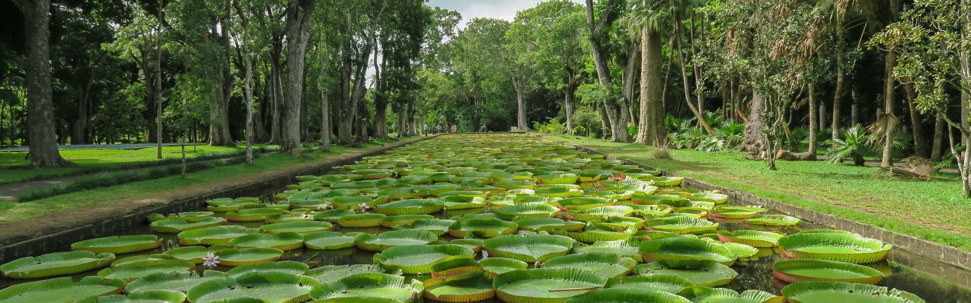 The Sir Seewoosagur Ramgoolam Botanic Garden is situated in the Independence Street in the district of Pamplemousses in the north of Mauritius. It is open every day from 8:30 a.m. to 5:30 p.m. It takes about one hour to visit the whole place and carts are available for this purpose on rent.